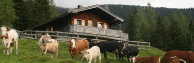 Almhütte in Leogang